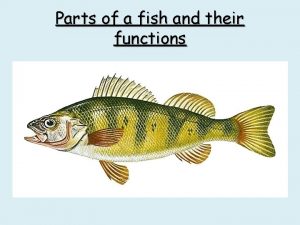 Parts of a fish and their functions Parts