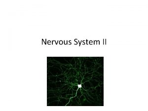 Nervous System II Positive Charge Outside Negative Charge