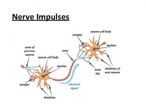 Nerve Impulses Neuron Physiology Action Potentials nerve impulses