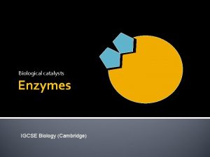 Biological catalysts Enzymes IGCSE Biology Cambridge Catalysts A