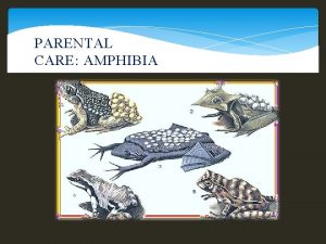 PARENTAL CARE AMPHIBIA Definition This is a process