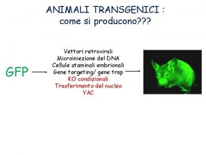 ANIMALI TRANSGENICI come si producono GFP Vettori retrovirali