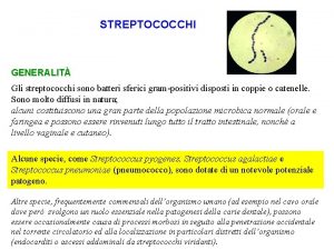 STREPTOCOCCHI GENERALIT Gli streptococchi sono batteri sferici grampositivi