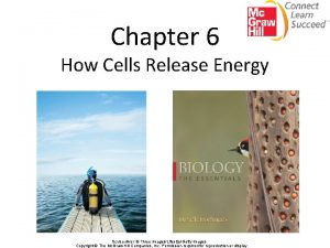 Chapter 6 How Cells Release Energy Scuba diver