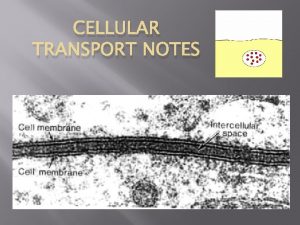 CELLULAR TRANSPORT NOTES About Cell Membranes 1 2