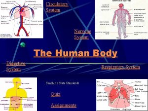 Circulatory System Nervous System The Human Body Digestive