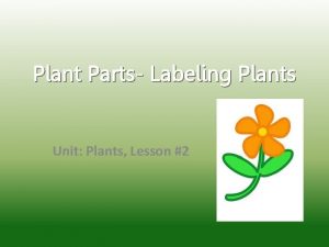 Plant Parts Labeling Plants Unit Plants Lesson 2