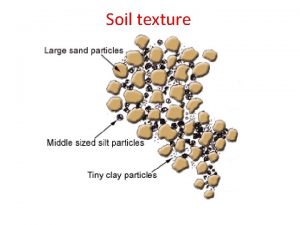 Soil texture The soil textural triangle The delicacy