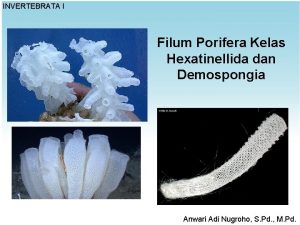 INVERTEBRATA I Filum Porifera Kelas Hexatinellida dan Demospongia