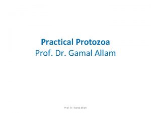 Practical Protozoa Prof Dr Gamal Allam Cysts Entamoeba