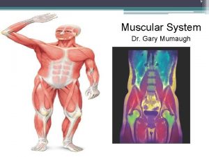 Muscular System Dr Gary Mumaugh The Muscular System