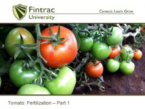 Tomato Fertilization Part 1 Plant Nutrients required for