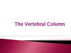 The Vertebral Column Vertebral Column Formed from 26