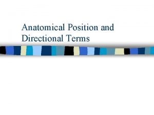 Anatomical Position and Directional Terms Anatomical Positions n