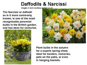 Daffodils Narcissi Images text courtesy parker co uk