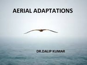 AERIAL ADAPTATIONS DR DALIP KUMAR AERIAL ADAPTATIONS Animals