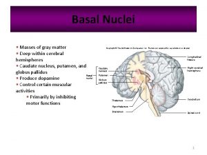 Basal Nuclei Masses of gray matter Deep within