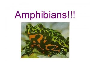 Amphibians Taxonomy of Amphibians Kingdom Animalia Phylum Chordata