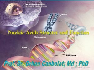 Nucleic Acids Structer and Function Nucleic acids structer