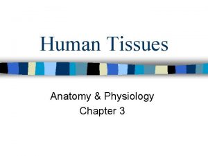Human Tissues Anatomy Physiology Chapter 3 Human Tissue