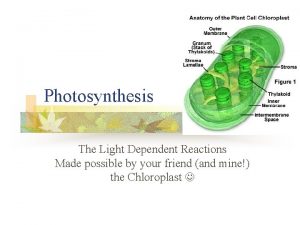 Photosynthesis The Light Dependent Reactions Made possible by