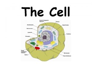 The Cell The Cell Theory All living things