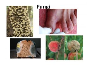 Fungi Phylogeny of Fungi In this phylogenetic tree