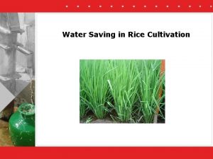 Water Saving in Rice Cultivation Rice cultivation Rice