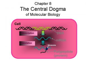 Chapter 8 The Central Dogma of Molecular Biology