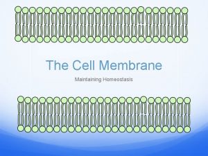 The Cell Membrane Maintaining Homeostasis Cell Membrane Function