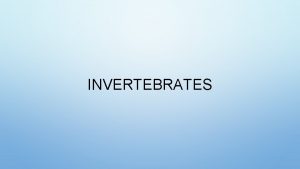 INVERTEBRATES CHARACTERISTICS NO BACKBONESPINAL COLUMN MULTICELLULAR HETEROTROPHIC SOME