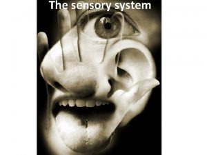 The sensory system Humans have five sense organs