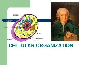CELLULAR ORGANIZATION Cells Tissues Organs Organ Systems of
