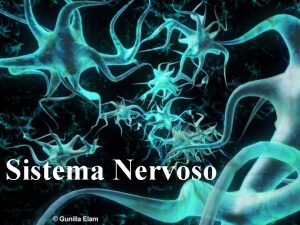 Sistema Nervoso Sistema Nervoso Funo ajustar o organismo