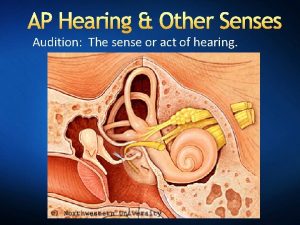 AP Hearing Other Senses Audition The sense or