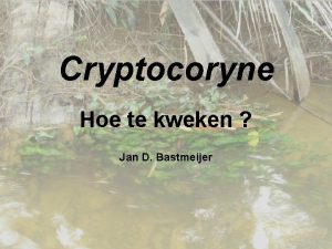 Cryptocoryne Hoe te kweken Jan D Bastmeijer Fagus