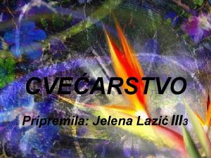 CVEARSTVO Pripremila Jelena Lazi III 3 STRELITZIA REGINAE