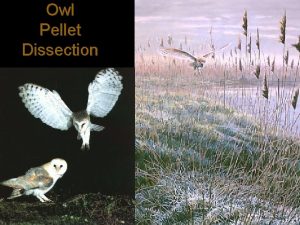 Owl Pellet Dissection What is an Owl Pellet