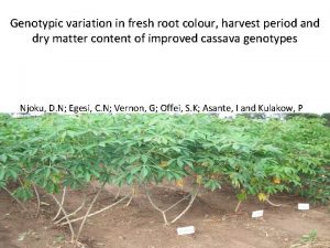 Genotypic variation in fresh root colour harvest period