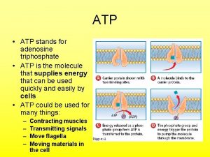 ATP ATP stands for adenosine triphosphate ATP is