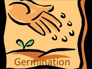 Germination Determinate or Indeterminate Determinate tomato plants will