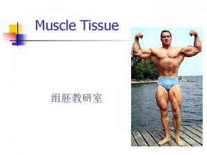 Muscle Tissue Muscle tissue types n Skeletal n