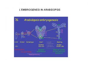 LEMBRIOGENESI IN ARABIDOPSIS LEmbriogenesi stabilisce le caratteristiche essenziali