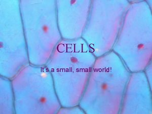 CELLS Its a small small world Cells are