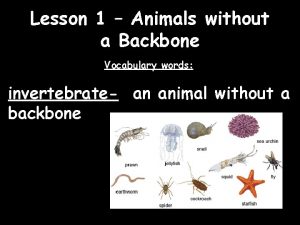 Lesson 1 Animals without a Backbone Vocabulary words