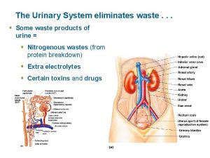 The Urinary System eliminates waste Some waste products