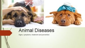 Animal Diseases Signs symptoms treatment and prevention It