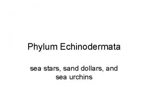 Phylum Echinodermata sea stars sand dollars and sea