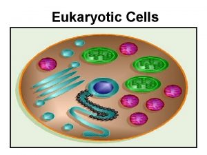 Eukaryotic Cells Eukaryotic cell 1 st cell with