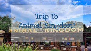 Trip To Animal Kingdom Schedule for Animal Kingdom